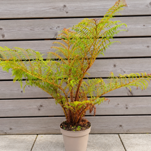 Cyathea cooperi (Stromová papraď) ´HIGHLAND LACE´ - kont.C6L, výška 60-80 cm